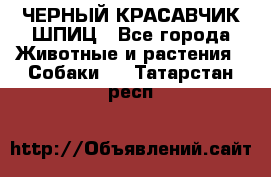 ЧЕРНЫЙ КРАСАВЧИК ШПИЦ - Все города Животные и растения » Собаки   . Татарстан респ.